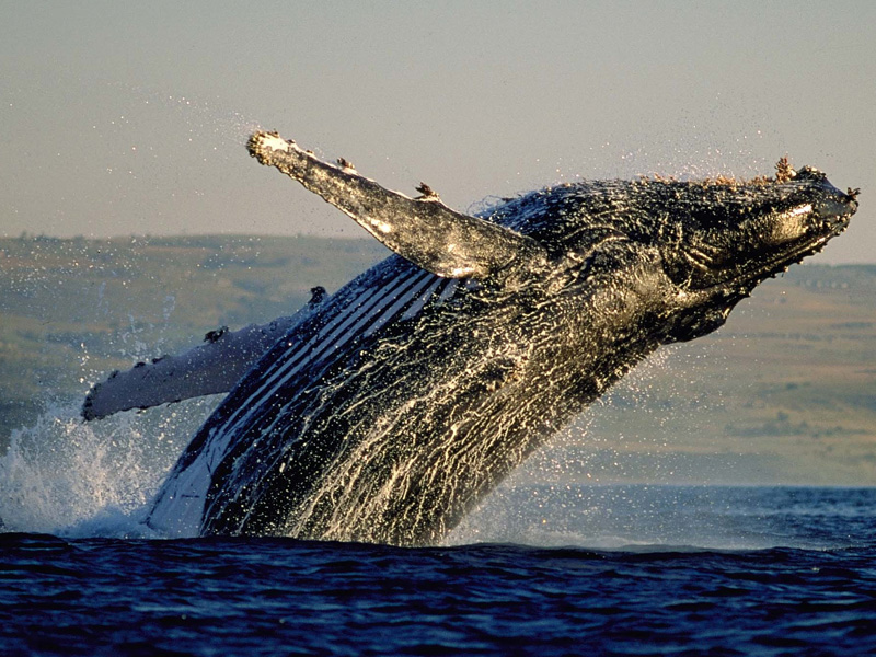 Whales & Wildlife Golf Experience Biggestleaf Travel